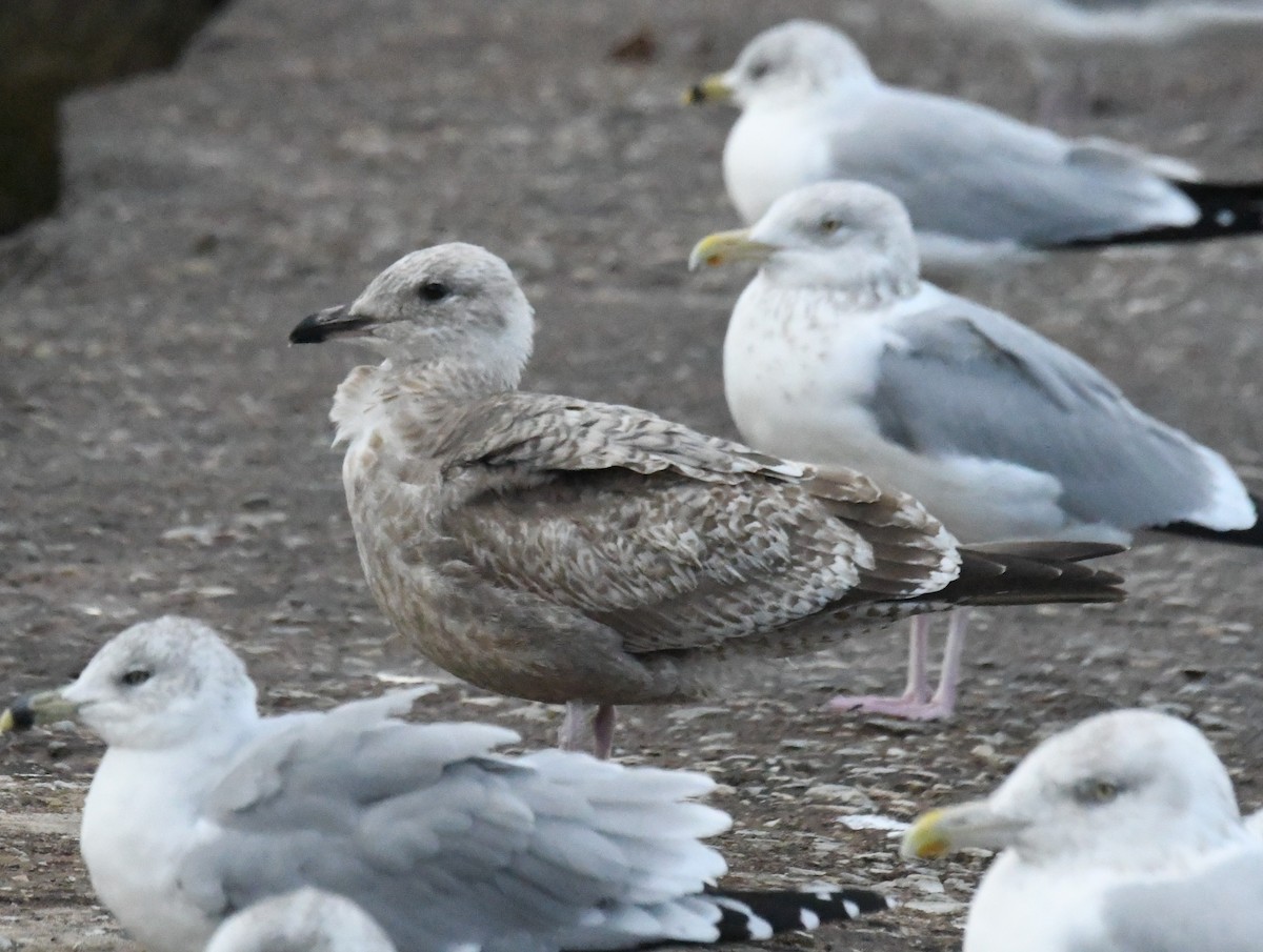 American Herring Gull - ML644000646