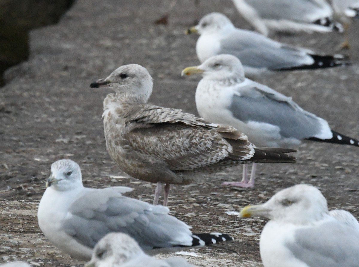 American Herring Gull - ML644000647