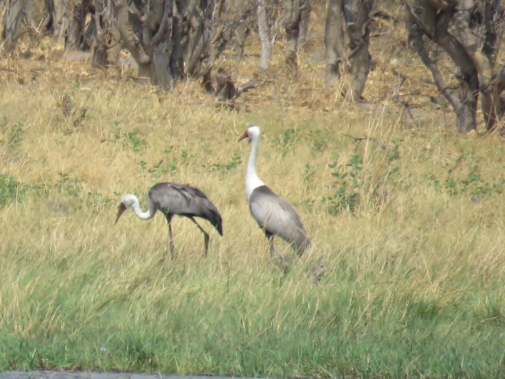 ホオカザリヅル - ML644000650