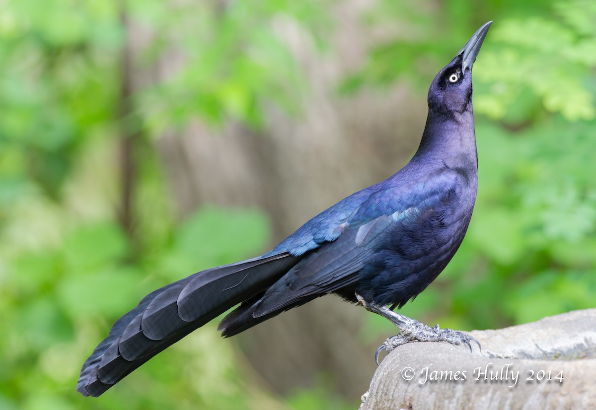 Great-tailed Grackle - ML644000651