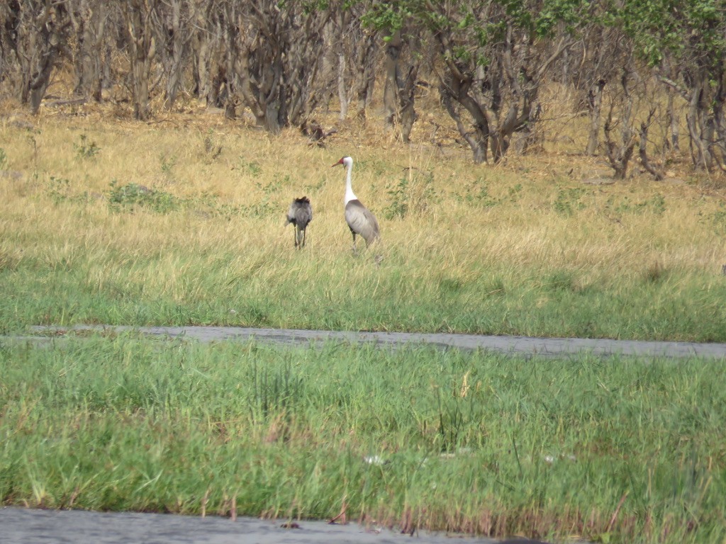 ホオカザリヅル - ML644000654