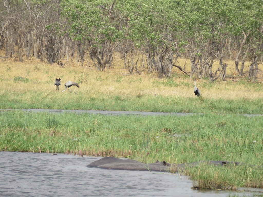 ホオカザリヅル - ML644000655