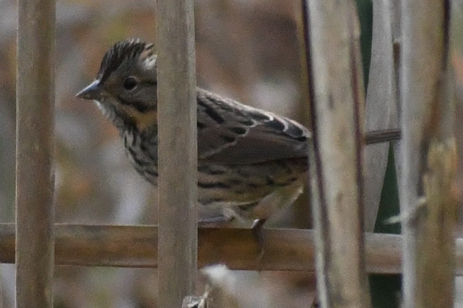 Lincoln's Sparrow - ML644000657