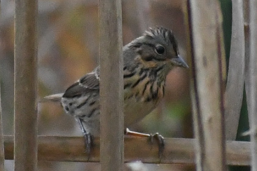 Lincoln's Sparrow - ML644000668