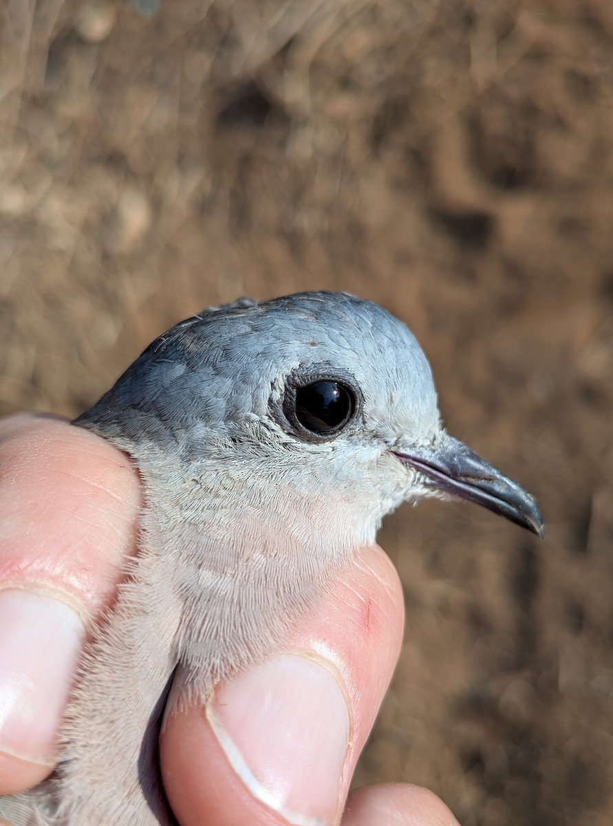 Emerald-spotted Wood-Dove - ML644000669