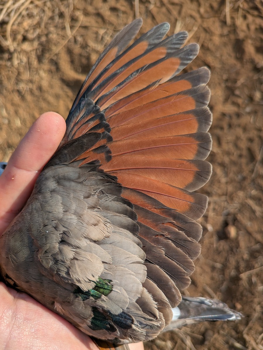 Emerald-spotted Wood-Dove - ML644000672