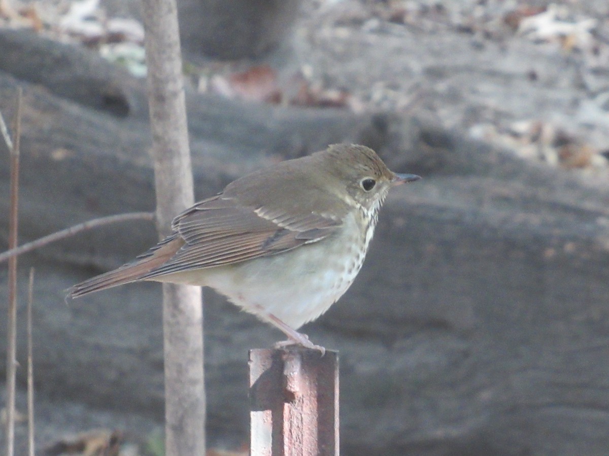 Tordo di Pallas - ML644000674