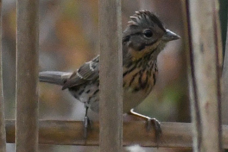 Lincoln's Sparrow - ML644000694