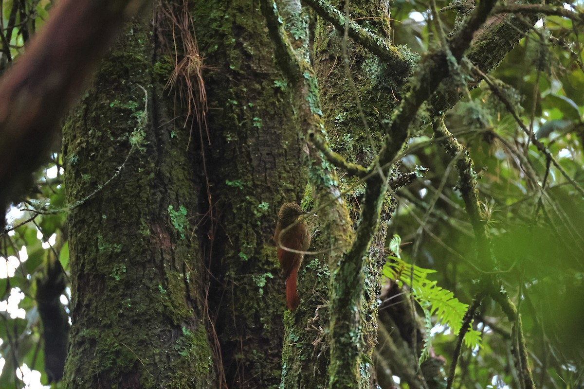 Spot-crowned Woodcreeper - ML644000712