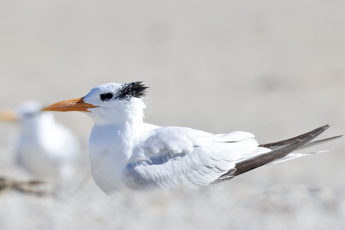 Royal Tern - ML644000719