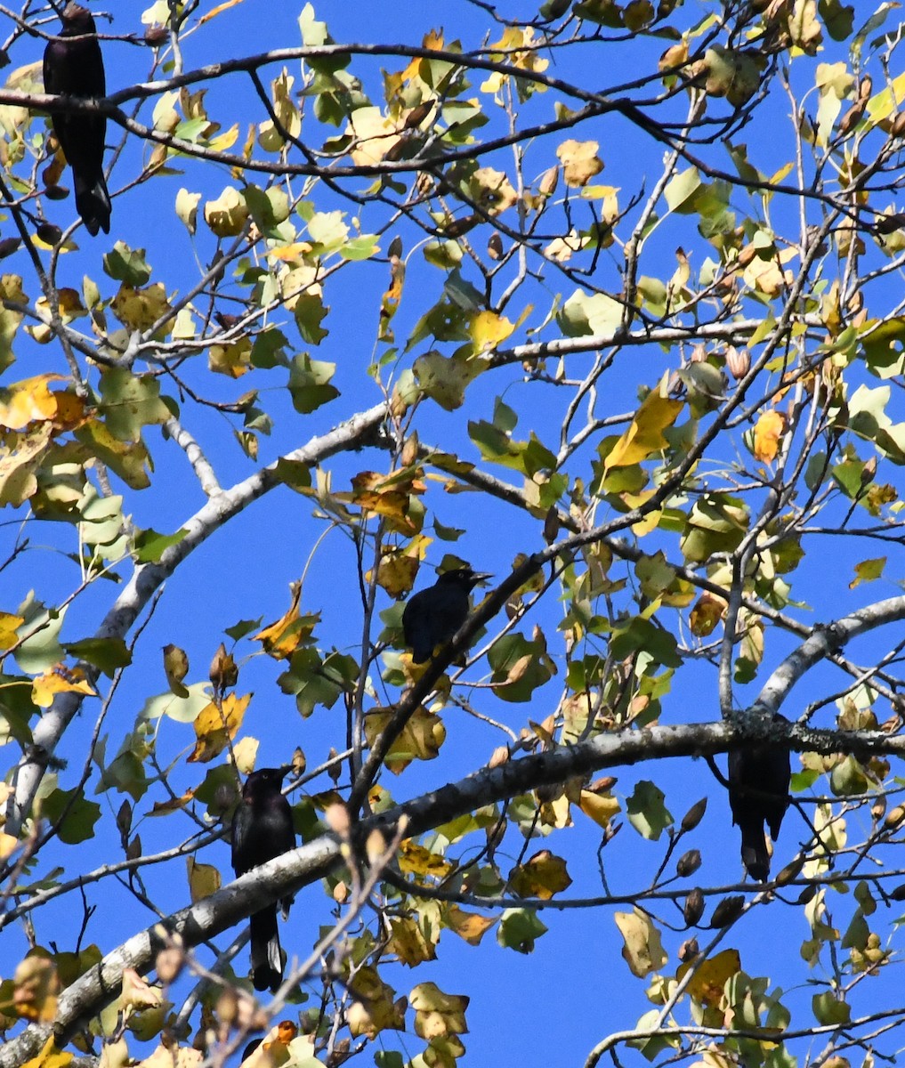 Common Grackle (Florida/Purple) - ML644000721