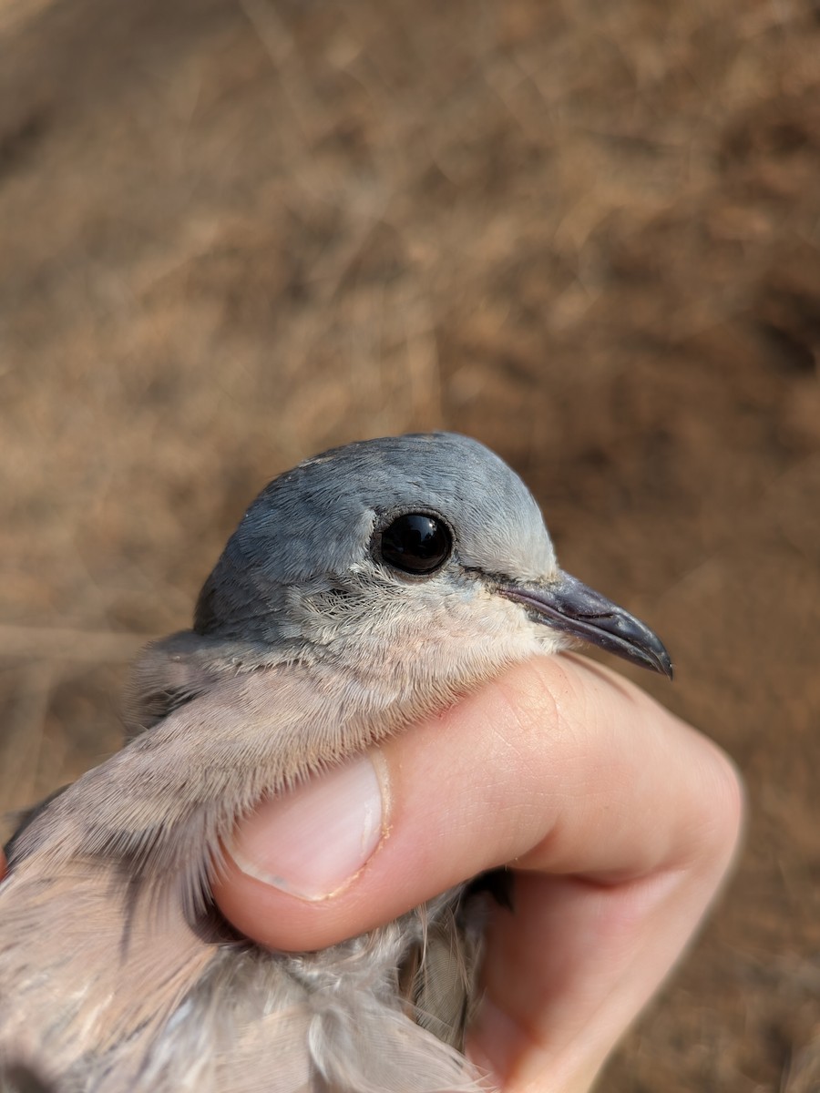 Emerald-spotted Wood-Dove - ML644000722