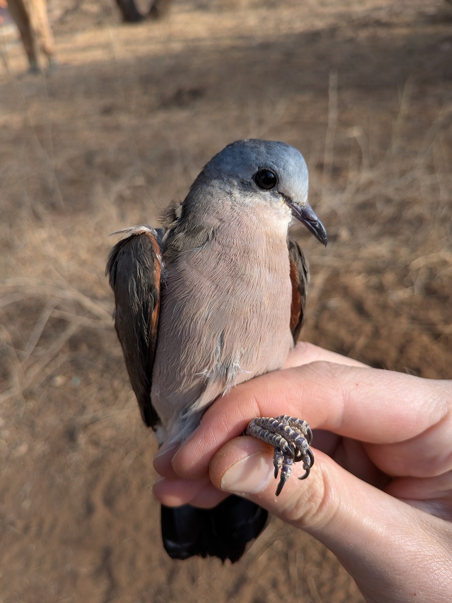 Emerald-spotted Wood-Dove - ML644000723