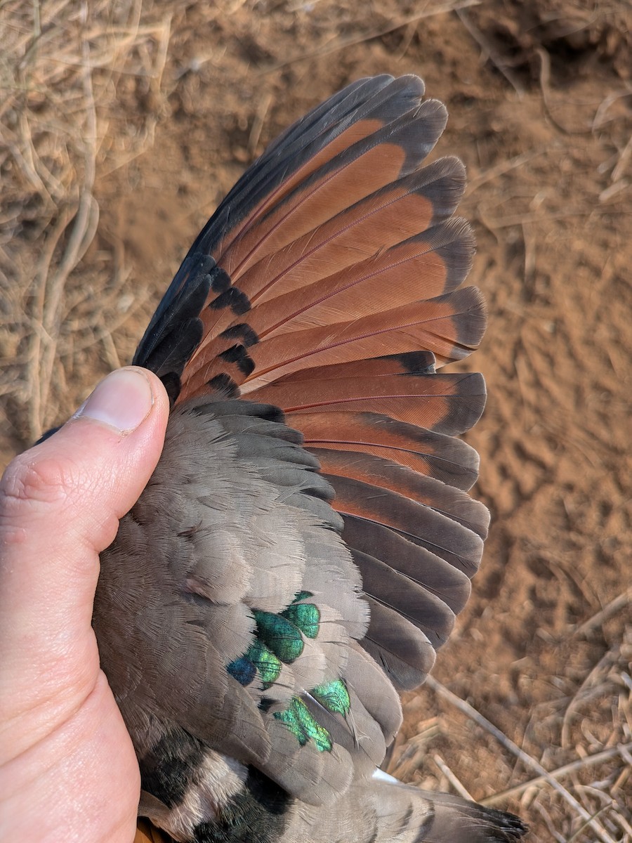 Emerald-spotted Wood-Dove - ML644000724