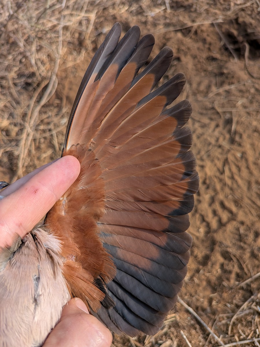 Emerald-spotted Wood-Dove - ML644000726