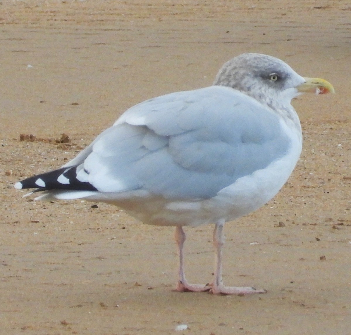 European Herring Gull - ML644000735
