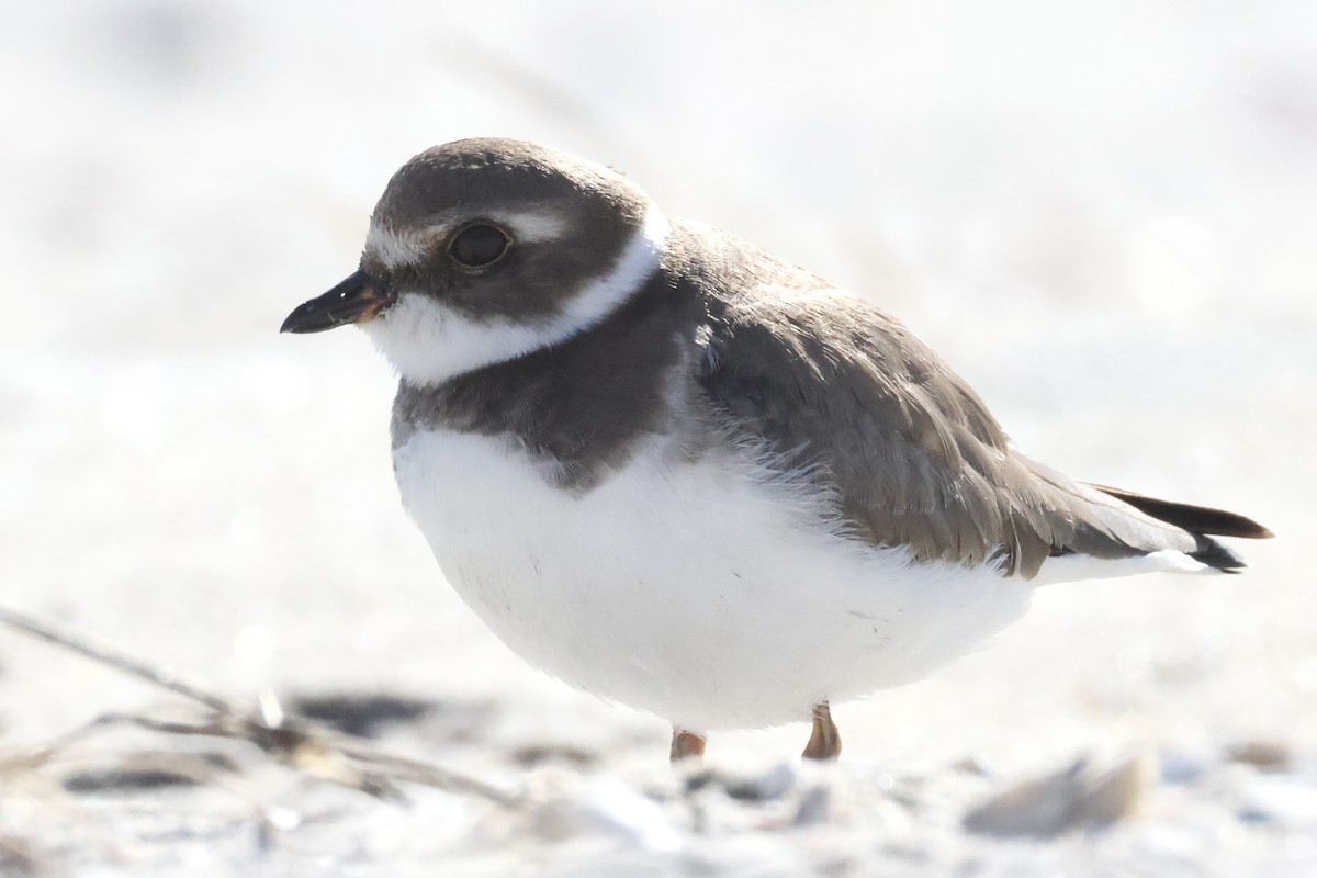 Semipalmated Plover - ML644000736