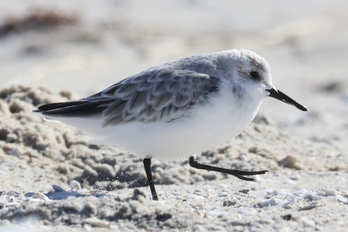 Sanderling - ML644000743