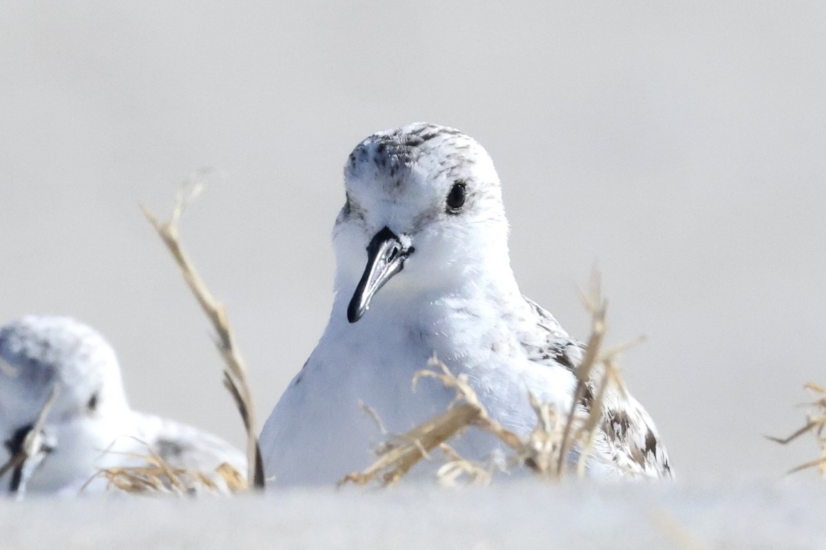 Sanderling - ML644000746