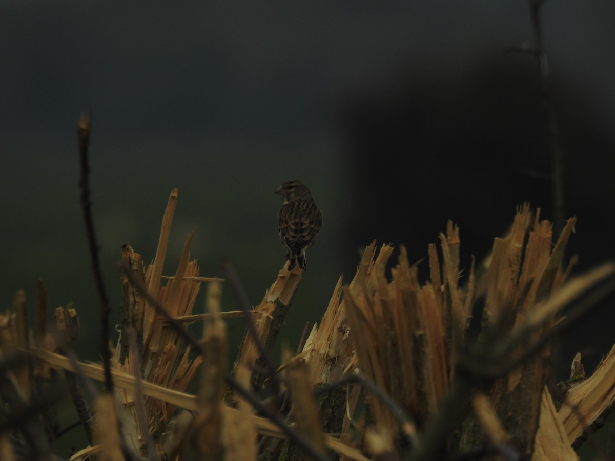 Eurasian Linnet - ML644000747