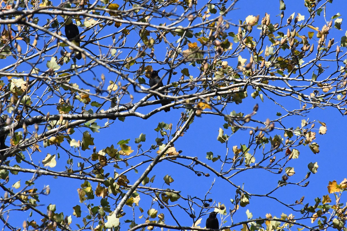 Common Grackle (Florida/Purple) - ML644000765