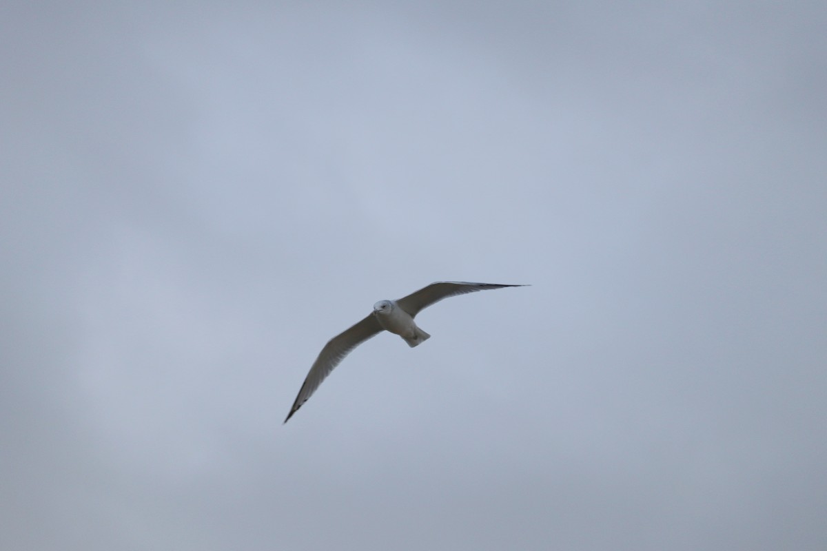 racek kroužkozobý - ML644000769