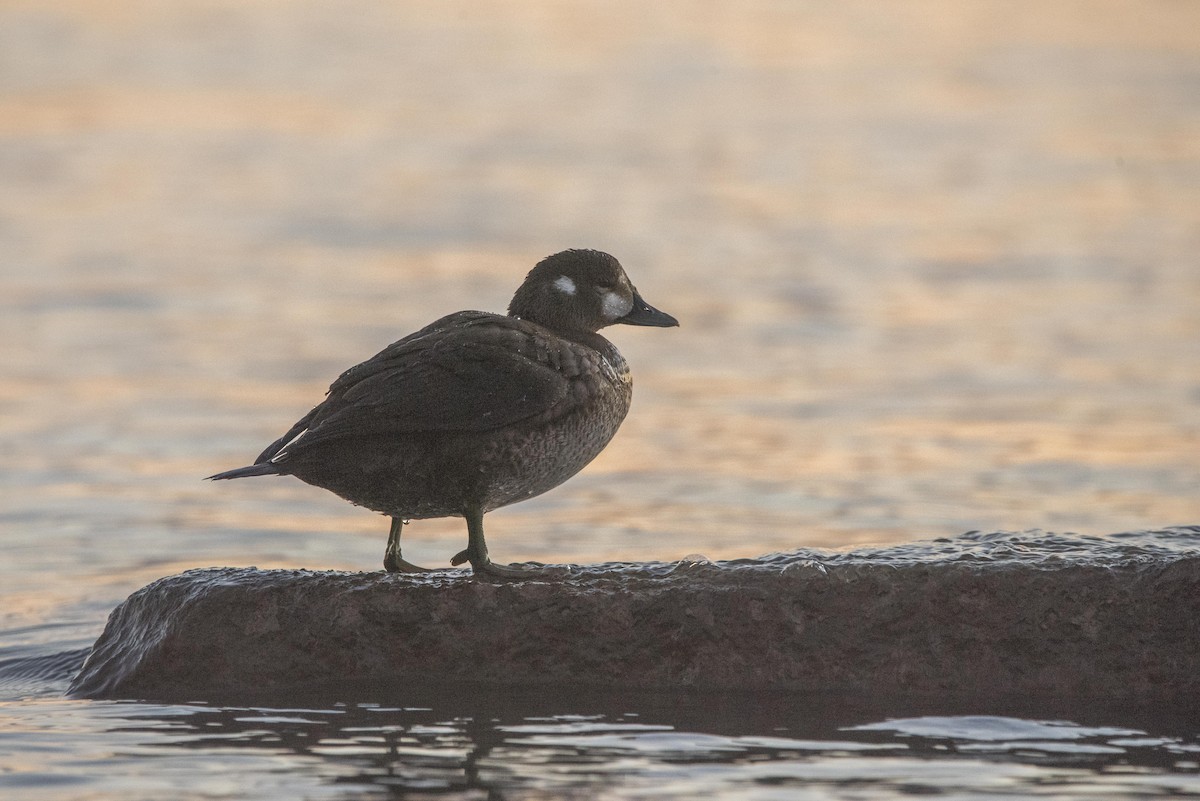 Harlequin Duck - ML644000770