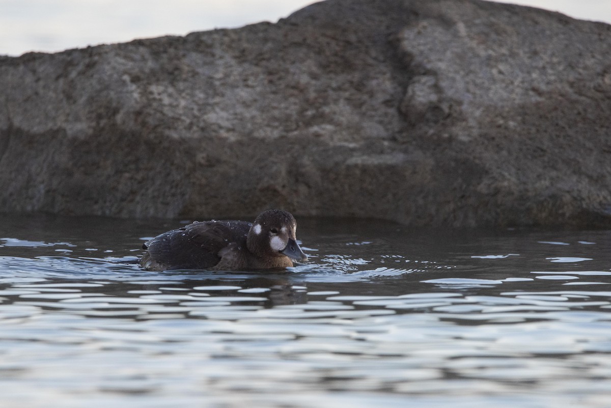 Harlequin Duck - ML644000783