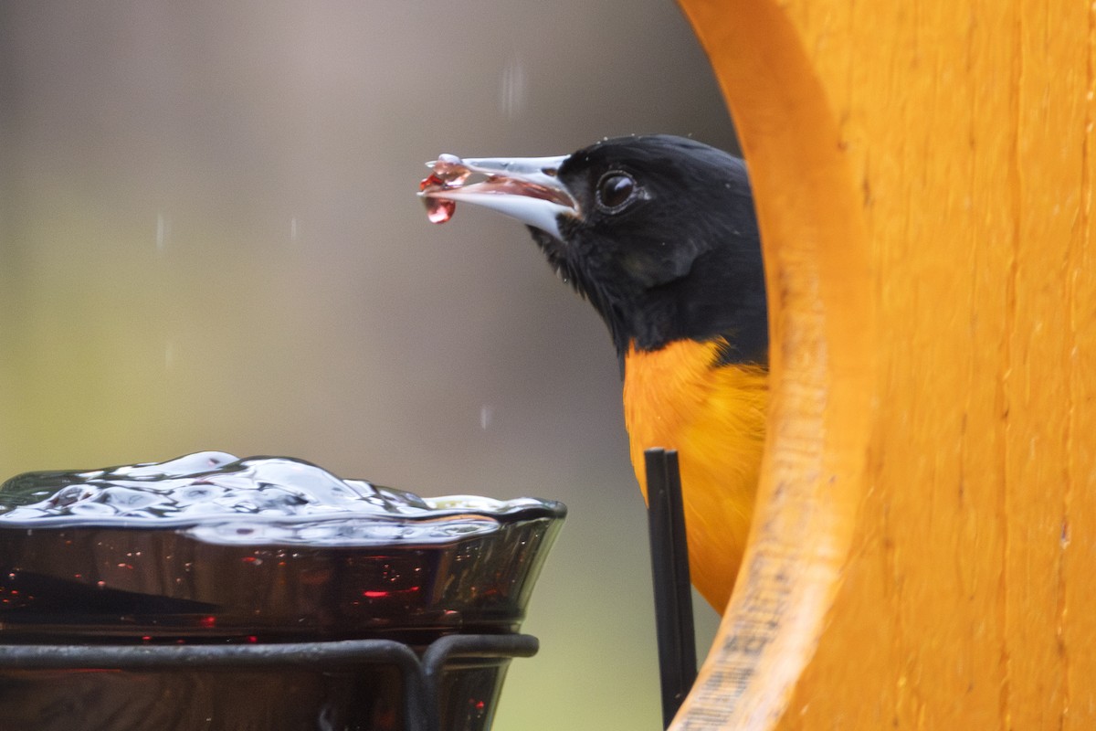 Baltimore Oriole - ML644000867
