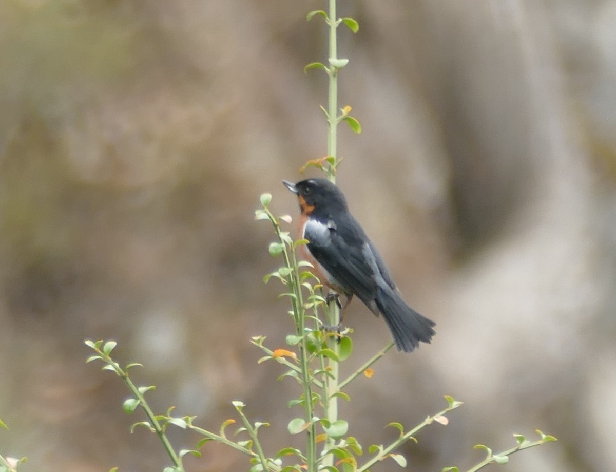 Black-throated Flowerpiercer (Black-throated) - ML644000903