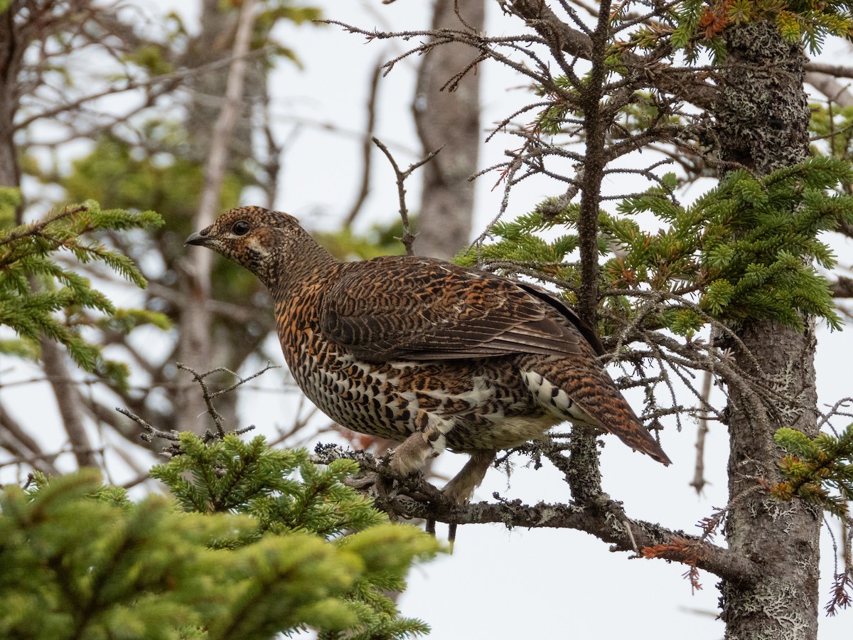 Spruce Grouse - ML644000944