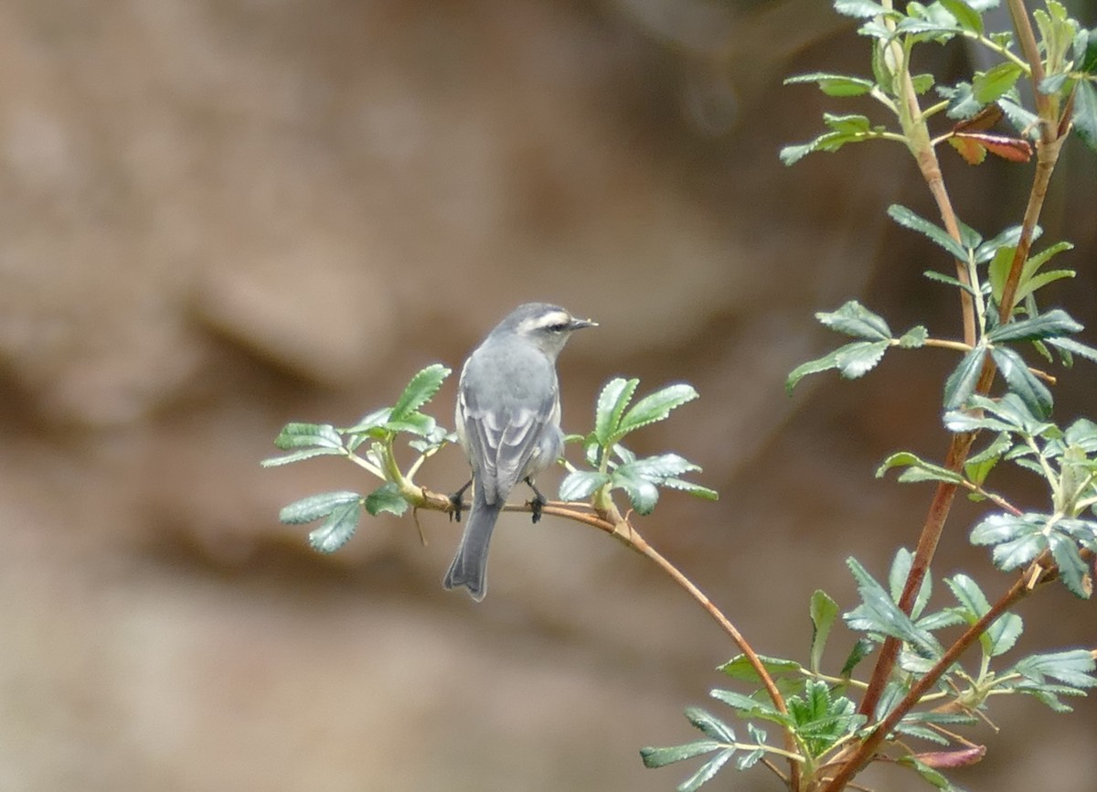 Cinereous Conebill (Cinereous) - ML644000946