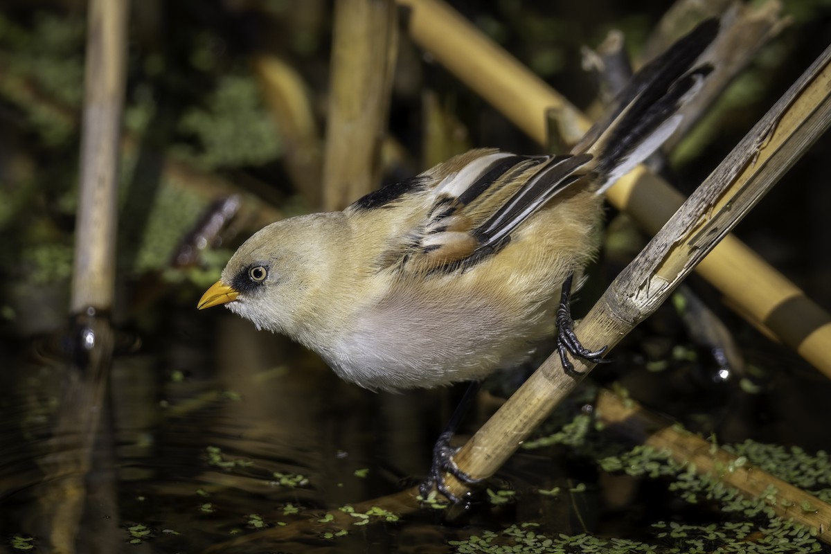 sýkořice vousatá - ML644000955