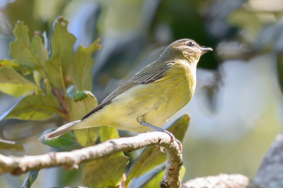 Philadelphia Vireo - ML644000963