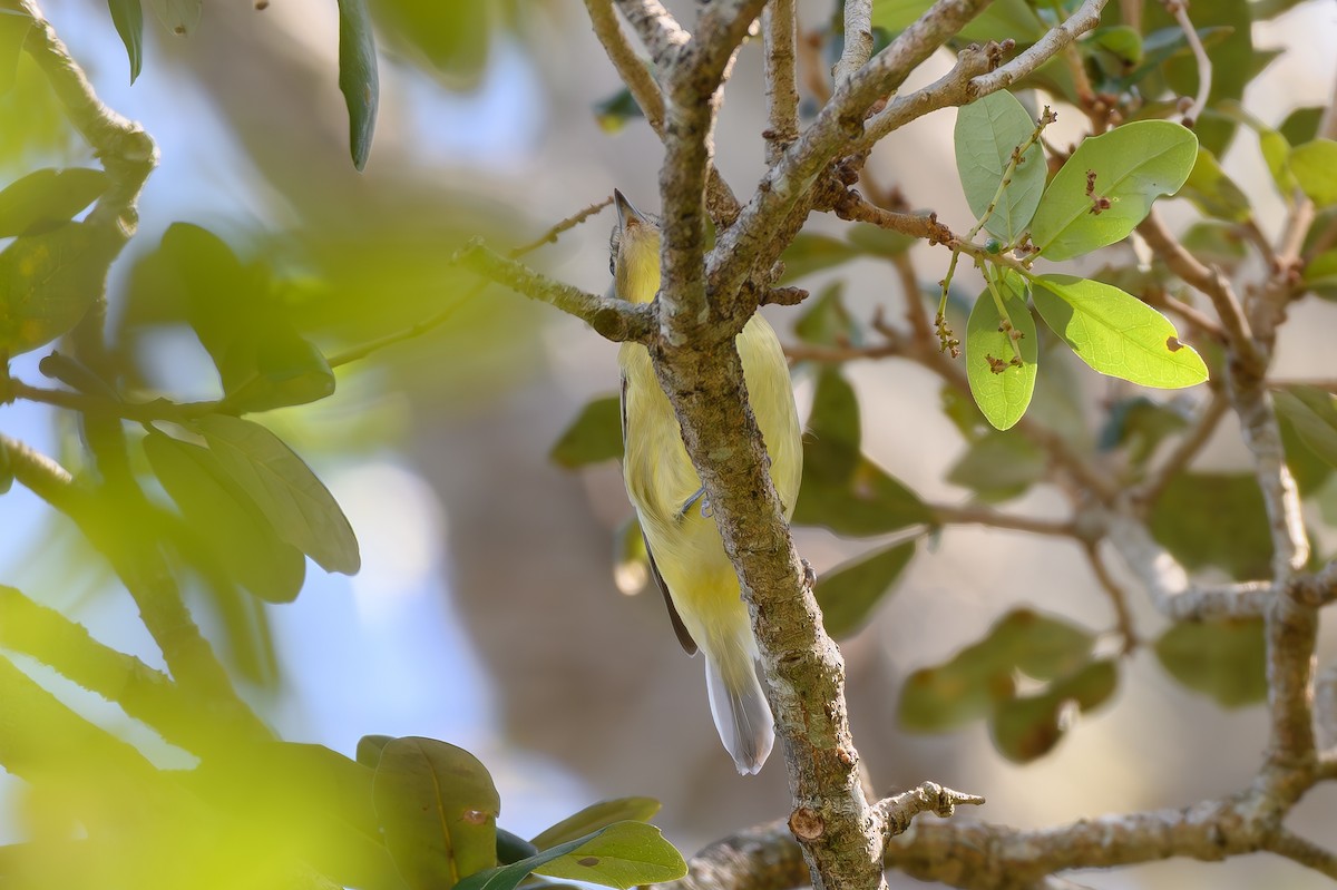 Philadelphia Vireo - ML644000965