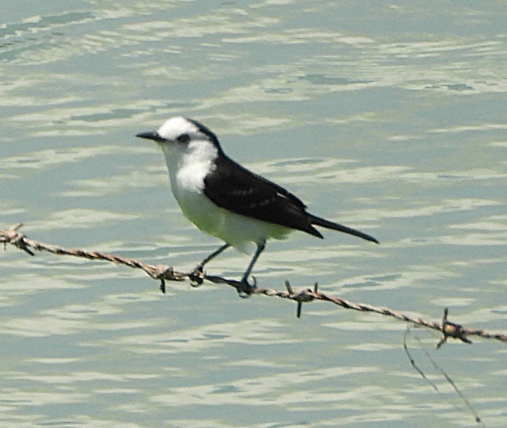 Черноспинный мухолов - ML644000976