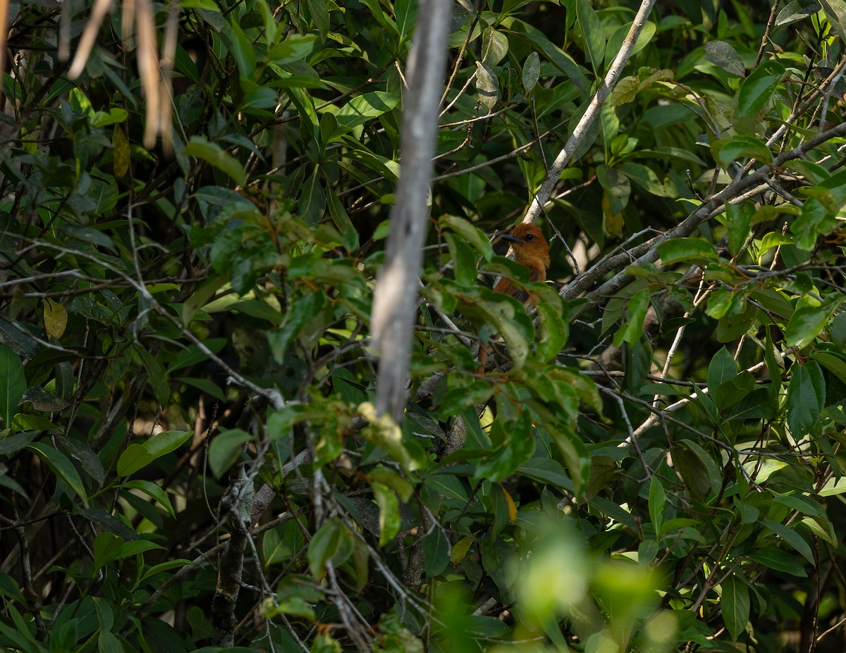 Cinnamon Attila - ML644000979