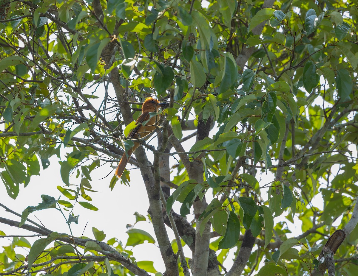 Cinnamon Attila - ML644000980