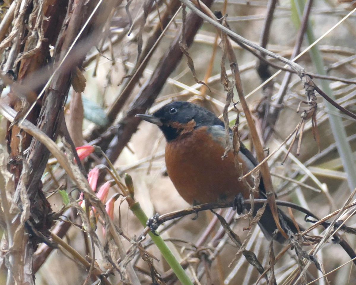 Black-throated Flowerpiercer (Black-throated) - ML644000986