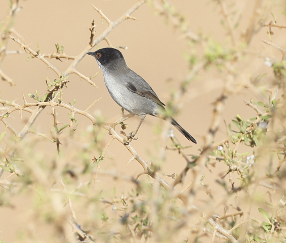 Sardinian Warbler - ML644001039