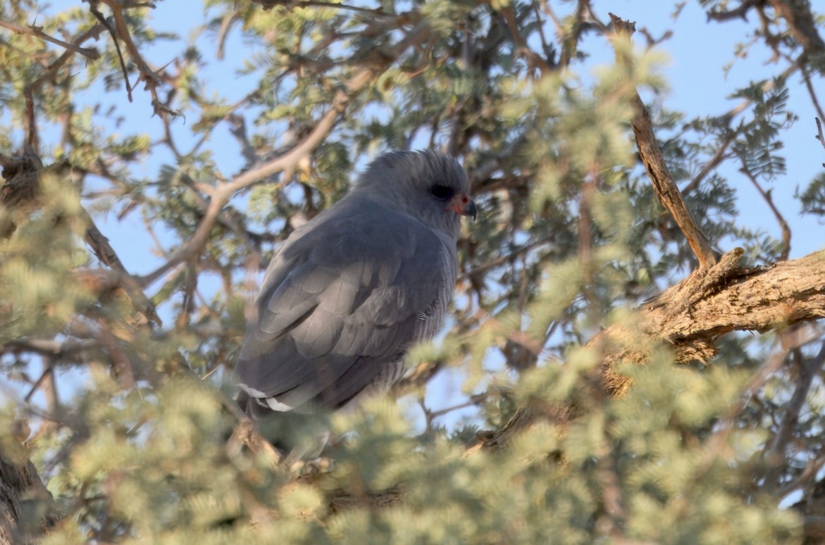 Gabar Goshawk - ML644001043