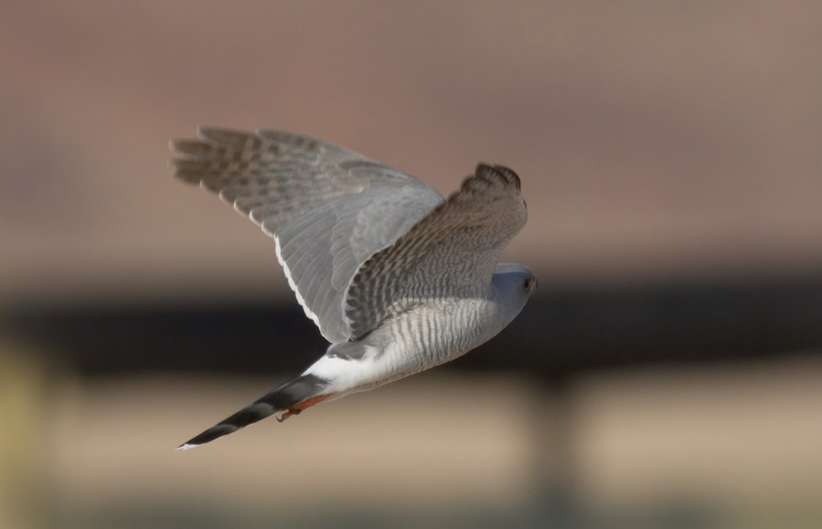 Gabar Goshawk - ML644001044