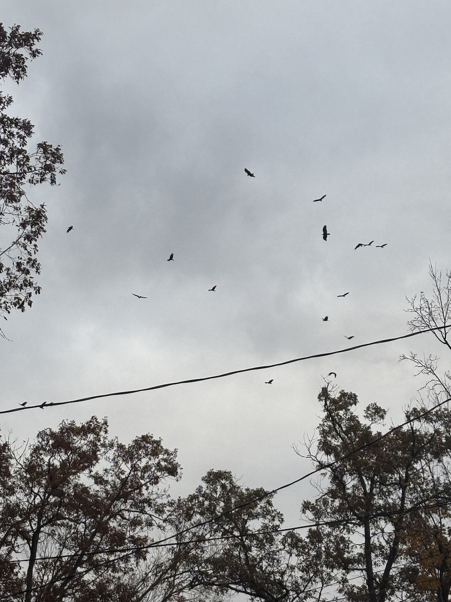 Turkey Vulture - ML644001047