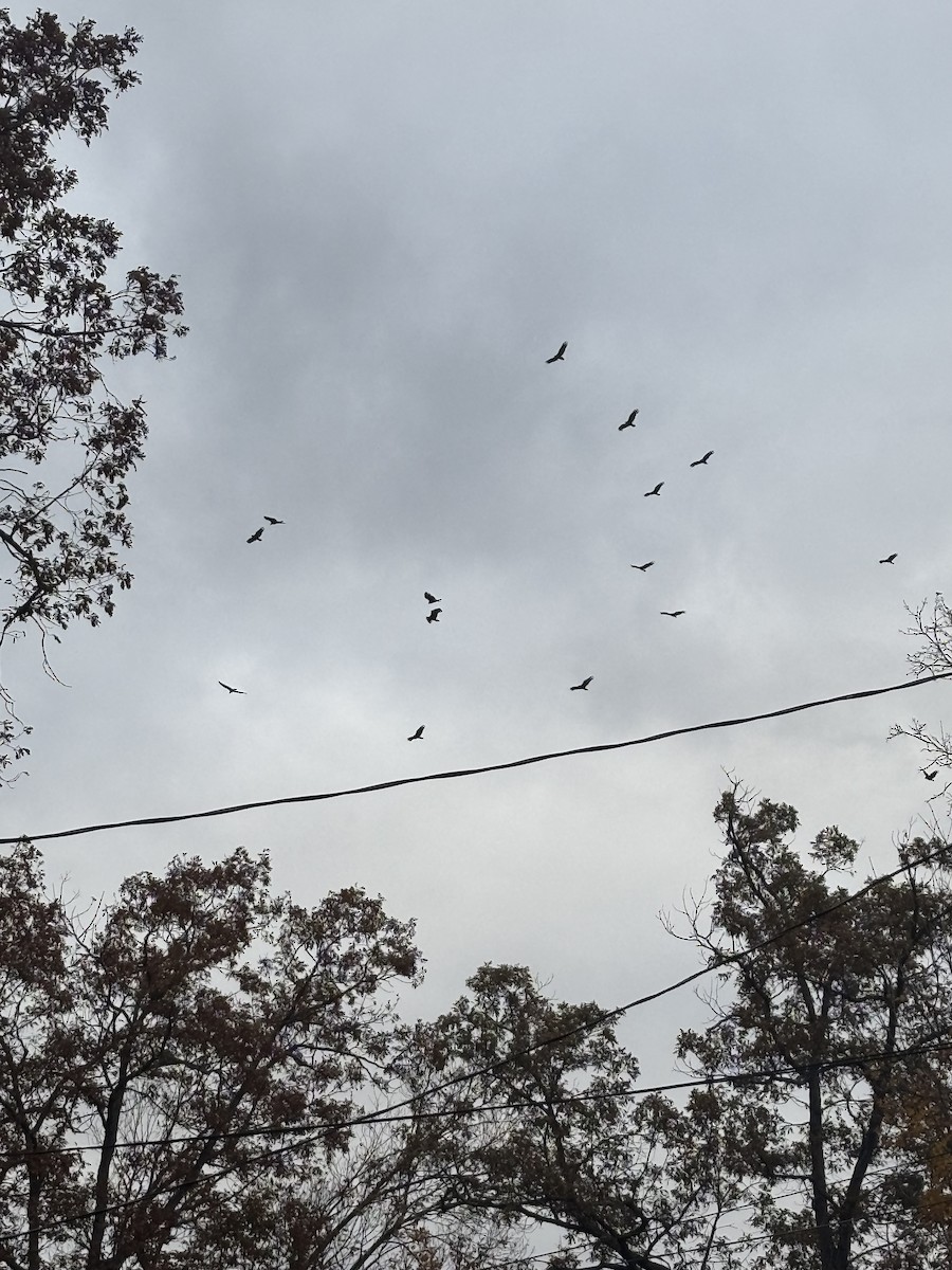 Turkey Vulture - ML644001048