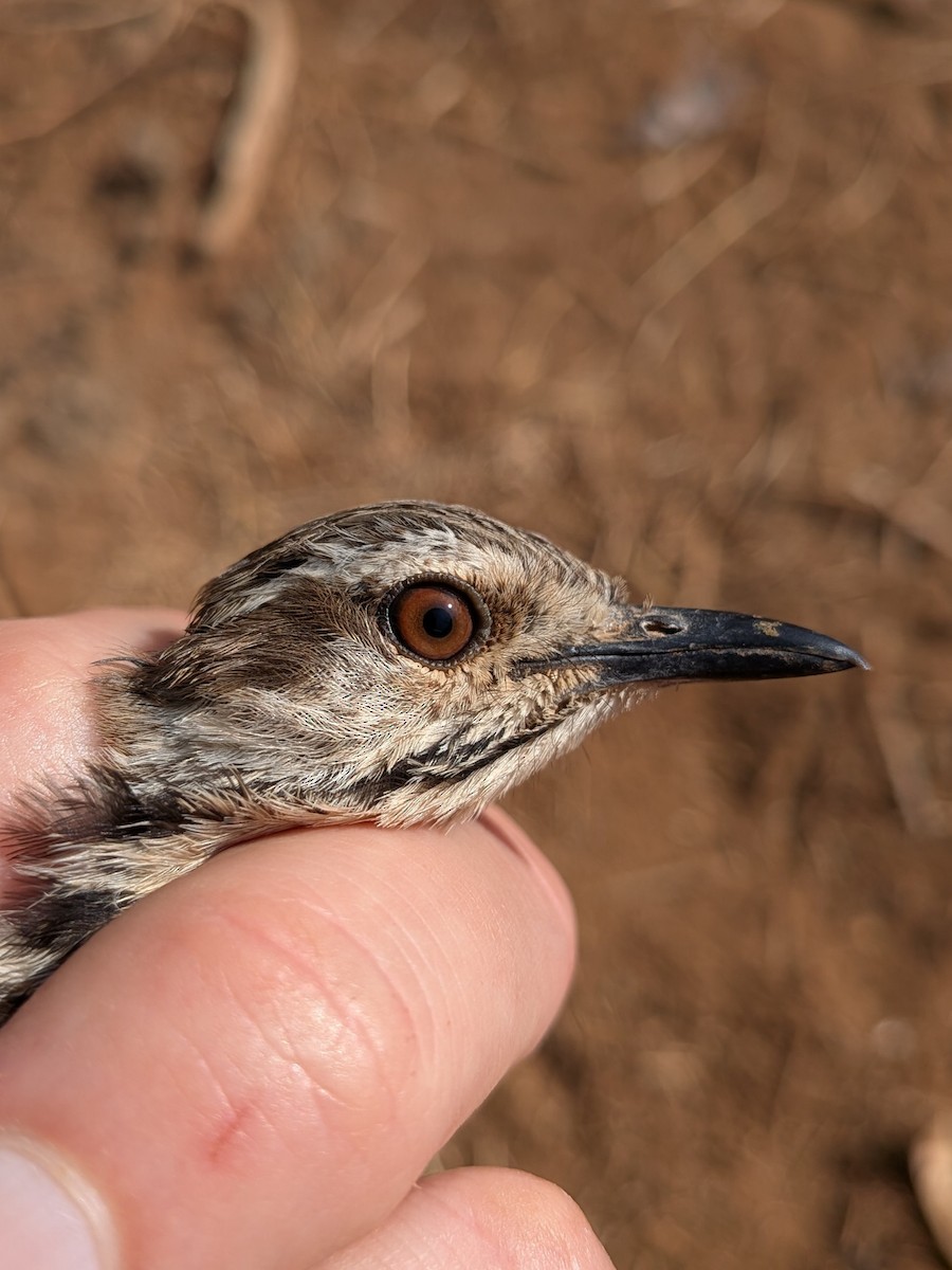 flekkpalmeskvett - ML644001049