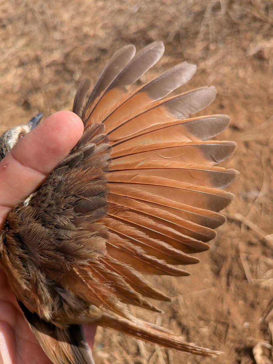 flekkpalmeskvett - ML644001054