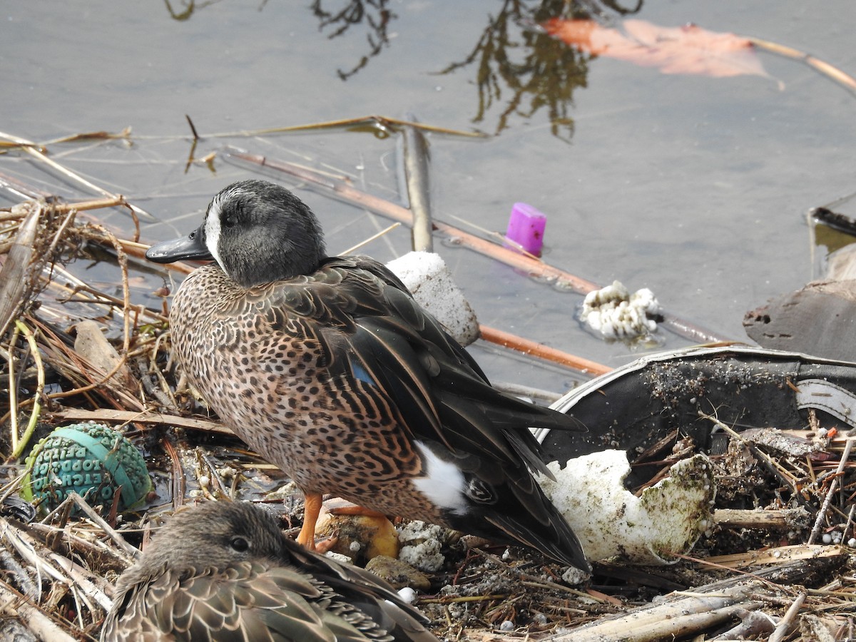 Blue-winged Teal - ML644001079
