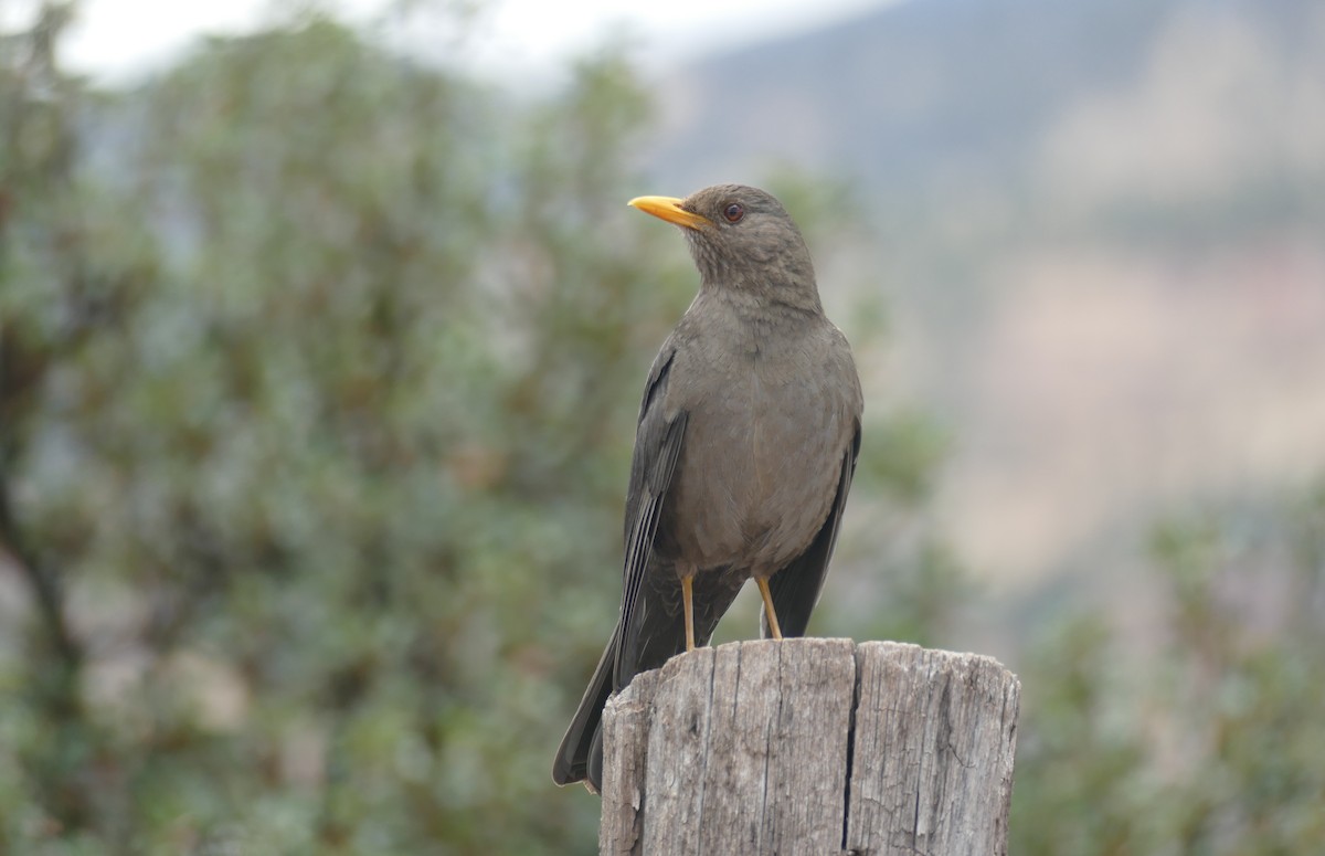 Chiguanco Thrush (chiguanco/conradi) - ML644001088