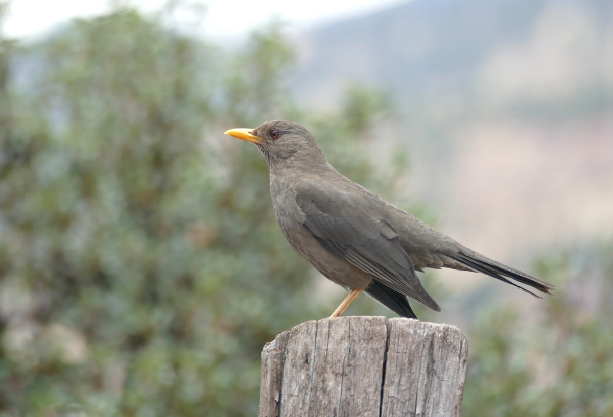 Chiguanco Thrush (chiguanco/conradi) - ML644001092