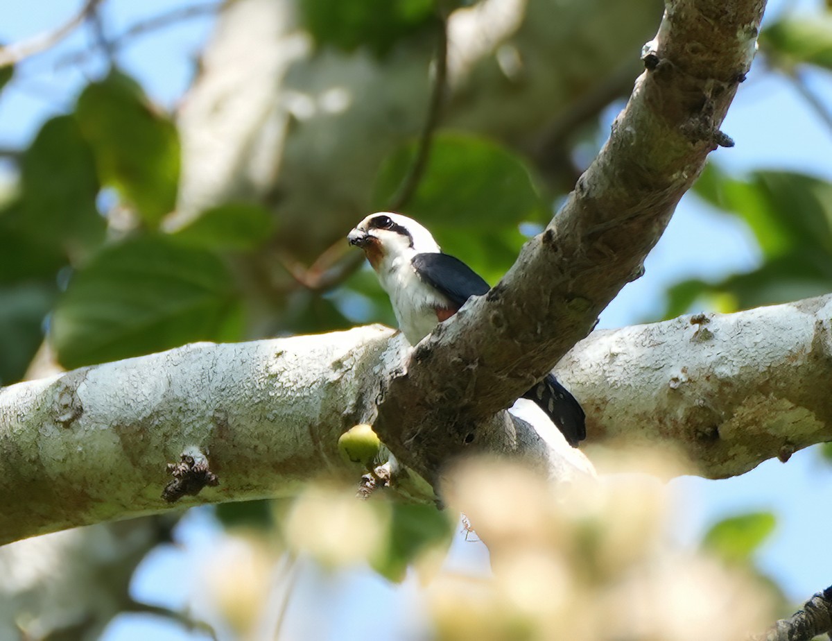 Falconete Acollarado - ML644001093